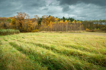 Cloudy sky over the autumn forest and meadow and tall grass