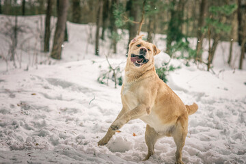 Beautiful purebred labrador retriever on a walk in nature in winter.