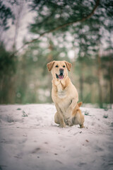 Beautiful purebred labrador retriever on a walk in nature in winter.