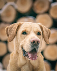 Beautiful purebred labrador retriever on a walk in nature in winter.