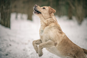 Beautiful purebred labrador retriever on a walk in nature in winter.