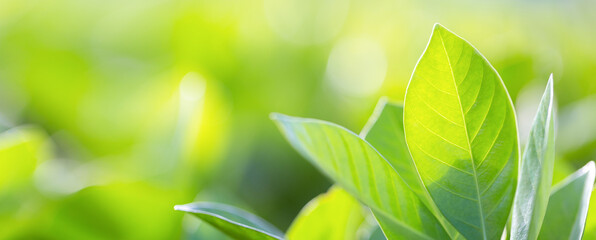 nature view of green leaf on blurred greenery background in garden,Green nature concept.