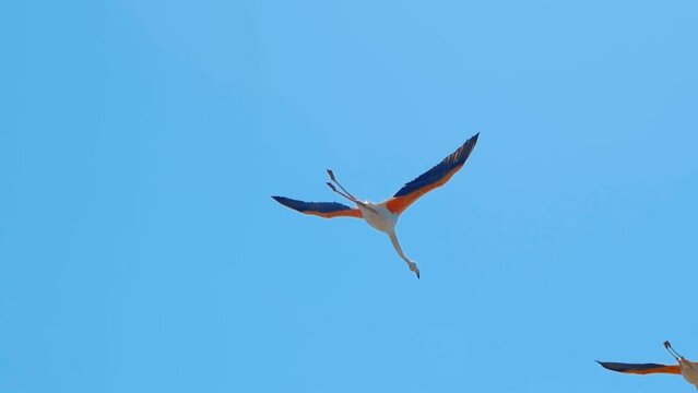 Flock of pink flamingos fly over the Venetian lagoon of the Po Delta, near the Comacchio lagoon. Close-up Pink flamingos flying over the sea on a sunny day. Birds, Delta d Po Park. Emilia - Romagna