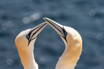 Loving gannets