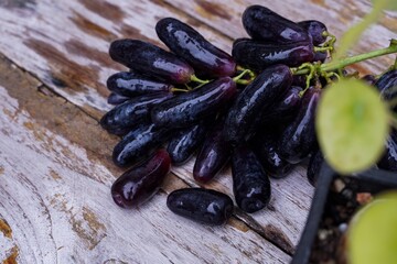 Witch grapes, moon drops, grapes or sweet sapphires picked from the garden fresh and new.  It is a seedless grape that is sweet and delicious.
