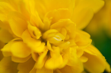 yellow tulips