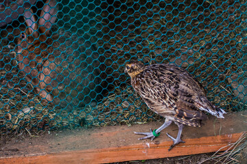 A beautifull rapaces seen during a mountain's walk
