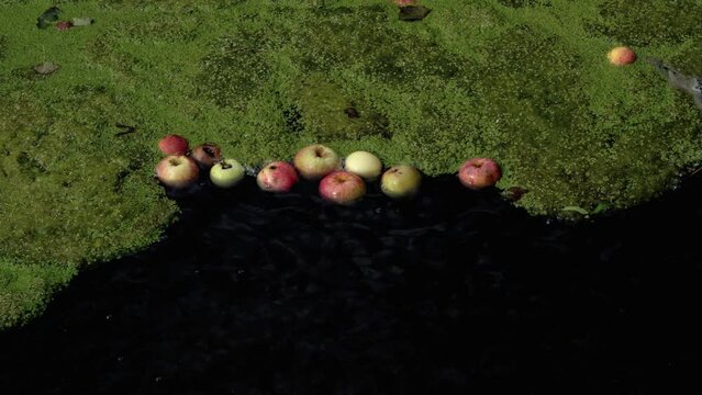 A collection of red and green apples bobbing up and down in water. Algae covered water filled with fallen apples.