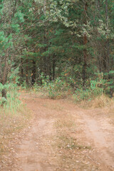 Naklejka na ściany i meble Dirt road in a pine forest, vertical photo