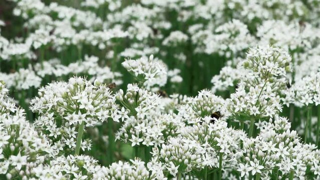 Beautiful white flowers of garlic chive plant. Bees and butterflies flying over the flowers and plants in slow motion.
