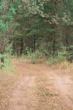 Dirt road in a pine forest, vertical photo