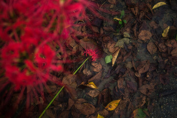 折れて倒れた彼岸花