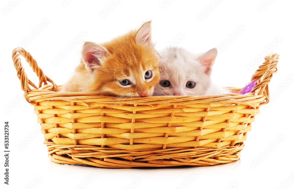 Poster two kittens in a basket.