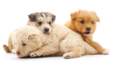 Three beautiful puppies.