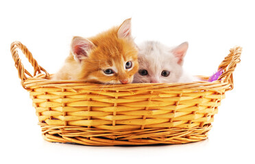 Two kittens in a basket. - obrazy, fototapety, plakaty