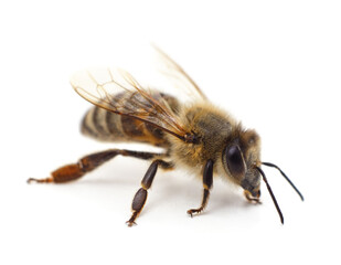 One small bee.