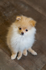 Little Pomeranian puppy. Close up portrait of red pomeranian spitz puppy