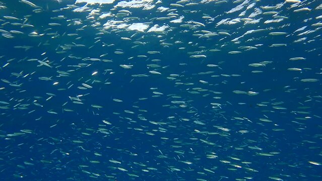 Shoal of Blue sprat, Delicate round herring or blueback sprat (Spratelloides delicatulus). Massive school of small fish swims in the blue water in sunrays (4K-60fps)