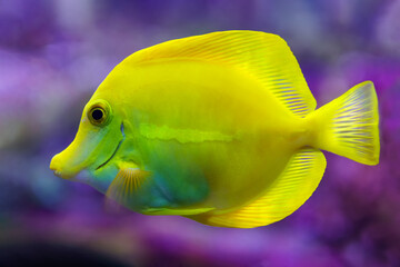 Colorful tropical fish of yellow color, swimming relaxed in the fish tank.