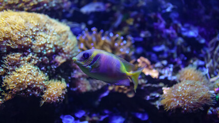 Tropical fish of colorful colors swimming quietly among corals.
