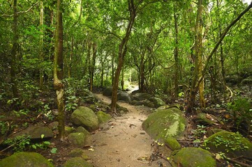 Trekking trail in the jungle. Landscape wallpaper. Thailand national park.