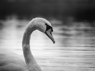 Cygne tubercul&eacute; sur un arri&egrave;re-plan d'eau calme