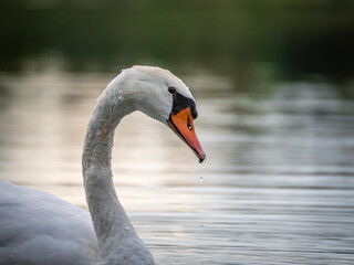 Cygne tubercul&eacute; sur un arri&egrave;re-plan d'eau calme