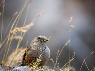 Accenteur alpin prit sur un fond de roche gris
