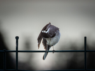 Bergeronnette grise pos&eacute;e sur un fil de fer sur un arri&egrave;re-plan gris