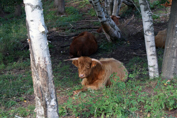 Scottish Highlander resting in the shade in Vermont