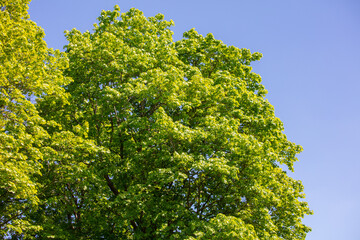 Green leaves on the trees in the park. Nature