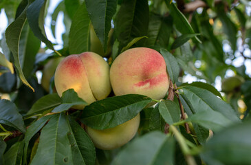Ripe peaches on the branches of a tree.