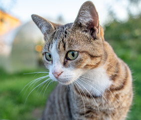Portrait of a cat in nature.