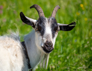 Portrait of a goat on a farm.