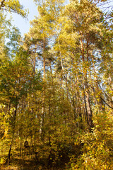 Trees in the forest in autumn.
