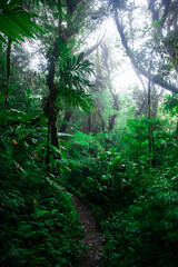 Amazing misty Monteverde cloud forest photographed in Costa Rica. Costa Rica's rainforests are distinguished by their wonderful vegetation. 