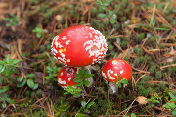 fly agaric in the forest close up