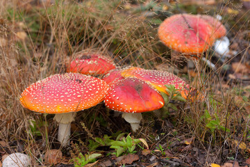 fly agaric close up