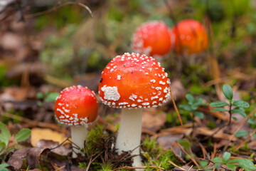 red fly agaric close up
