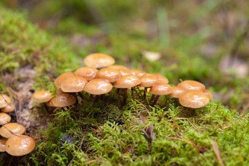 Brown mushrooms close up