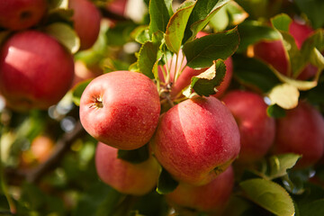 picture of a Ripe Apples in Orchard ready for harvesting,Morning shot