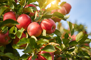 picture of a Ripe Apples in Orchard ready for harvesting,Morning shot