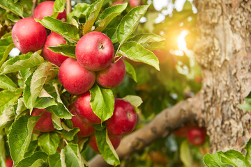 picture of a Ripe Apples in Orchard ready for harvesting,Morning shot