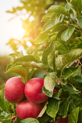 picture of a Ripe Apples in Orchard ready for harvesting,Morning shot