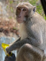 portrait of a macaque