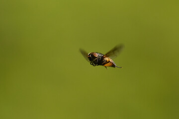 Common drone fly (Eristalis tenax) flying.