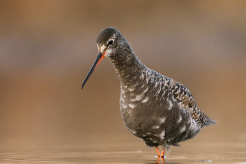 Spotted redshank (Tringa erythropus) walking in the water and looking for food in the wetlands.