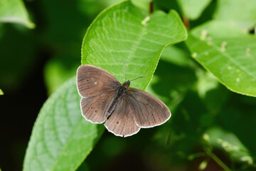 Ringlet (Aphantopus hyperantus) butterfly on a leaf.