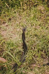 Two snakes mating in the nature near Adam's Peak Sri Lanka