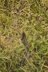 Two snakes mating in the nature near Adam's Peak Sri Lanka